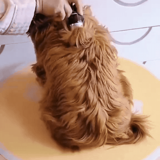 Confort total pentru tine și animalul tău